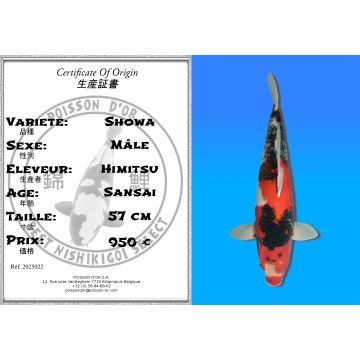 Koï Japon Showa mâle éleveur Himitsu 57cm