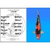 Koï Japon Showa mâle éleveur Himitsu 57cm