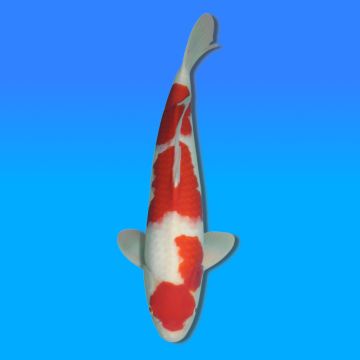 Koï Japon Kohaku mâle éleveur Himitsu 50cm