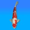 Koï Japon Kohaku mâle éleveur Himitsu 50cm