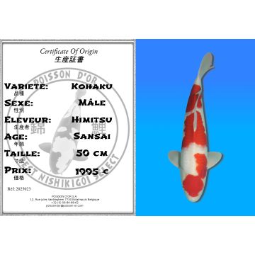 Koï Japon Kohaku mâle éleveur Himitsu 50cm