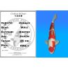 Koï Japon Kohaku mâle éleveur Himitsu 50cm