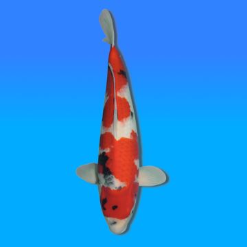Koï Japon Showa femelle éleveur Himitsu 59cm
