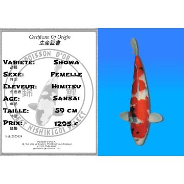 Koï Japon Showa femelle éleveur Himitsu 59cm