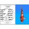 Koï Japon Showa femelle éleveur Himitsu 59cm