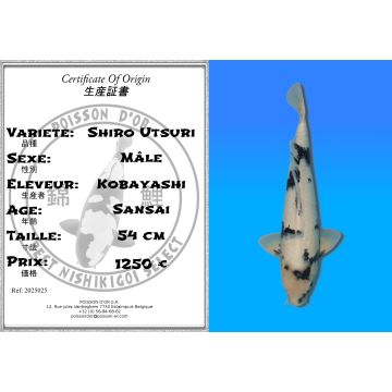 Koï Japon Shiro Utsuri mâle éleveur Kobayashi 54cm