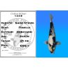 Koï Japon Shiro Utsuri femelle éleveur Kobayashi 54cm