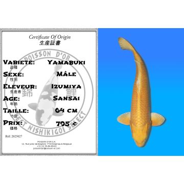 Koï Japon Yamabuki mâle éleveur Izumiya 64cm
