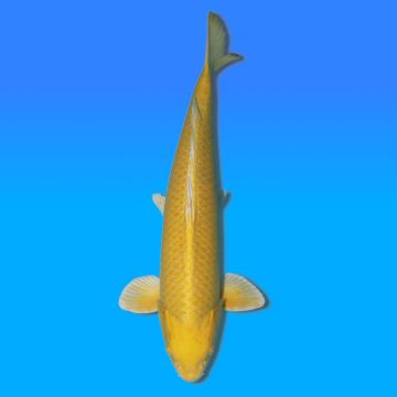 Koï Japon Yamabuki mâle éleveur Izumiya 61cm
