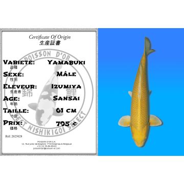 Koï Japon Yamabuki mâle éleveur Izumiya 61cm
