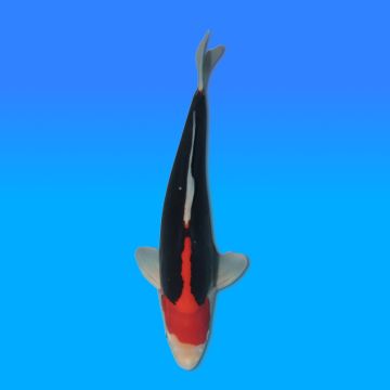 Koï Japon Beni Kumonryu mâle éleveur Kawakami 46cm