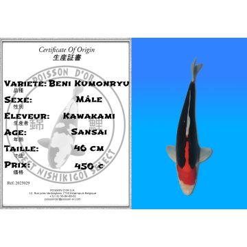 Koï Japon Beni Kumonryu mâle éleveur Kawakami 46cm