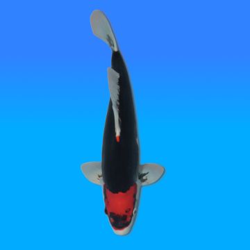 Koï Japon Beni Kumonryu mâle éleveur Kawakami 40cm