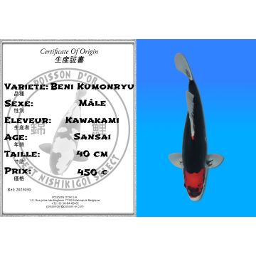 Koï Japon Beni Kumonryu mâle éleveur Kawakami 40cm