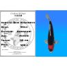 Koï Japon Beni Kumonryu mâle éleveur Kawakami 40cm