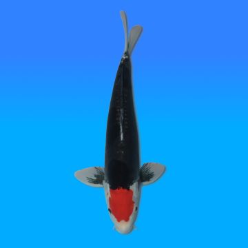 Koï Japon Beni Kumonryu mâle éleveur Kawakami 42cm