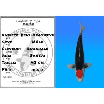 Koï Japon Beni Kumonryu mâle éleveur Kawakami 42cm
