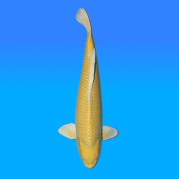 Koï Japon Yamabuki mâle éleveur Izumiya 62cm