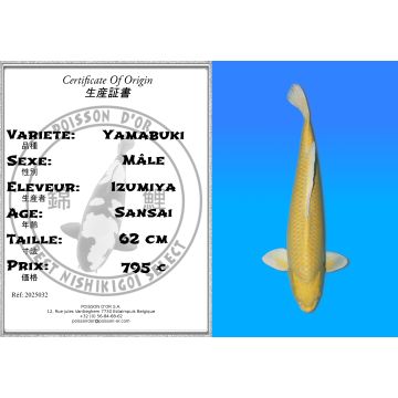 Koï Japon Yamabuki mâle éleveur Izumiya 62cm
