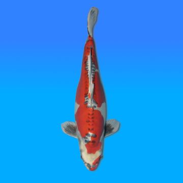 Koï Japon Doitsu Kujaku femelle éleveur Seiki 61cm