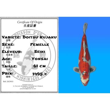 Koï Japon Doitsu Kujaku femelle éleveur Seiki 61cm