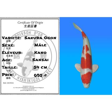 Koï Japon Sakura Ogon mâle éleveur Kano 54cm