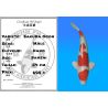 Koï Japon Sakura Ogon mâle éleveur Kano 54cm
