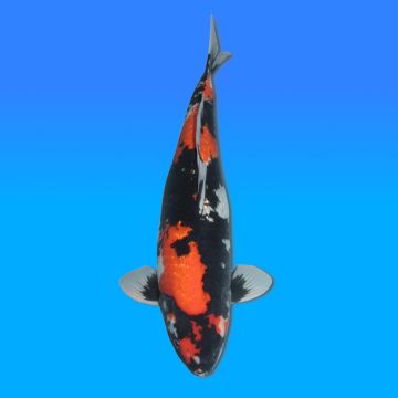 Koï Japon Ginrin Showa femelle éleveur Shinoda 61cm