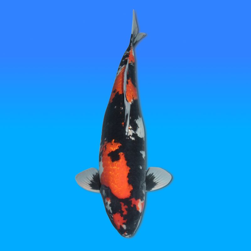 Koï Japon Ginrin Showa femelle éleveur Shinoda 61cm