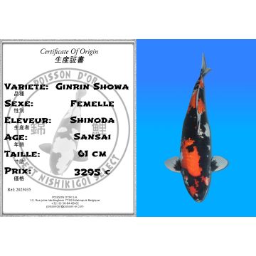 Koï Japon Ginrin Showa femelle éleveur Shinoda 61cm