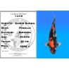 Koï Japon Ginrin Showa femelle éleveur Shinoda 61cm