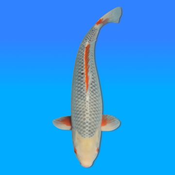 Koï Japon Asagi femelle éleveur Kataoka 70cm