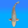 Koï Japon Asagi femelle éleveur Kataoka 70cm