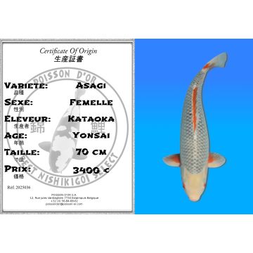 Koï Japon Asagi femelle éleveur Kataoka 70cm