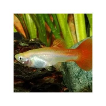 Guppy crowntail mannetje 