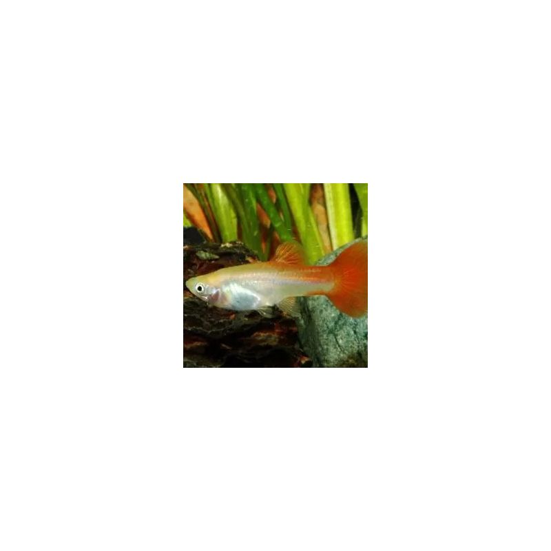 Guppy crowntail mâle uniquement