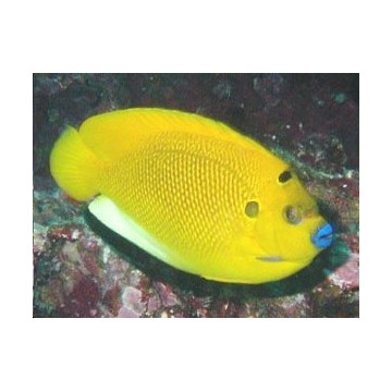 Apolemichthys trimaculatus : 12 à 15 cm  