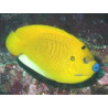 Apolemichthys trimaculatus : 12 à 15 cm  