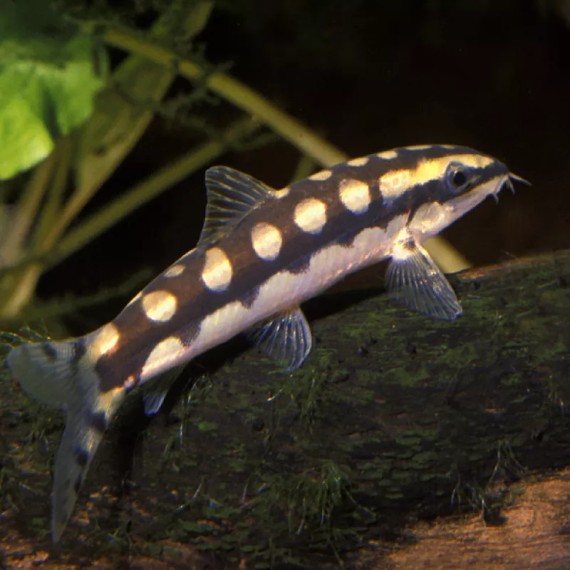 Botia sidthimunki per 2