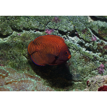 Centropyge Aurantia : 2-3 cm