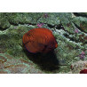 Centropyge Aurantius : 6-7  cm  superbes