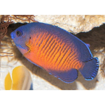 Centropyge Bishpinosus: 2-4 cm  