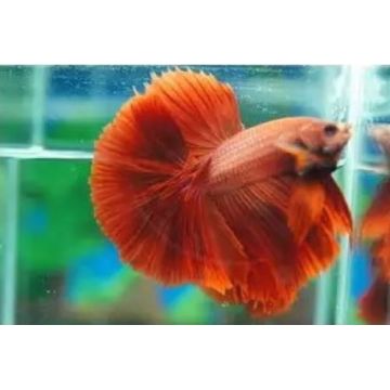Couple betta halfmoon super rouge
