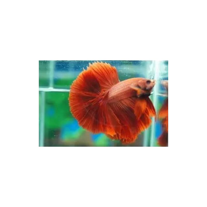 Couple betta halfmoon super rouge Couple betta halfmoon super rouge