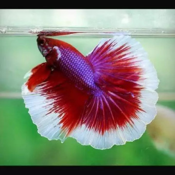 Betta mannelijk Halfmoon lavendel (Kleurpatronen kan variëren)