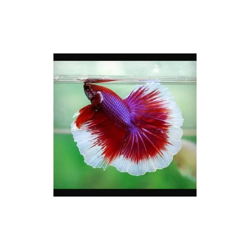 Betta mannelijk Halfmoon lavendel (Kleurpatronen kan variëren)
