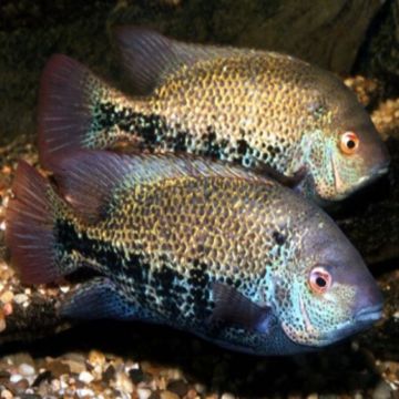 Vieja regani 6-7cm