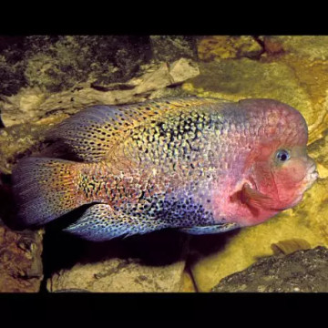 Vieja synspilum 6-8 cm