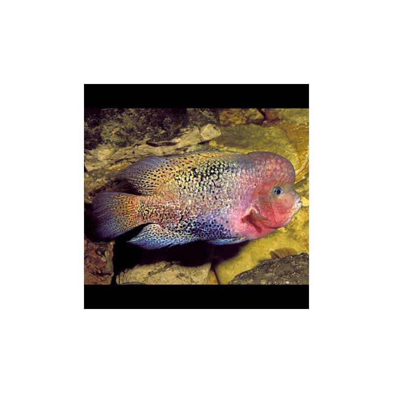 Vieja synspillum XL 15cm