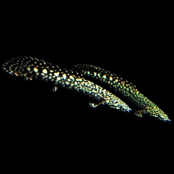 Polyptère ornatipinnis 12-15 cm